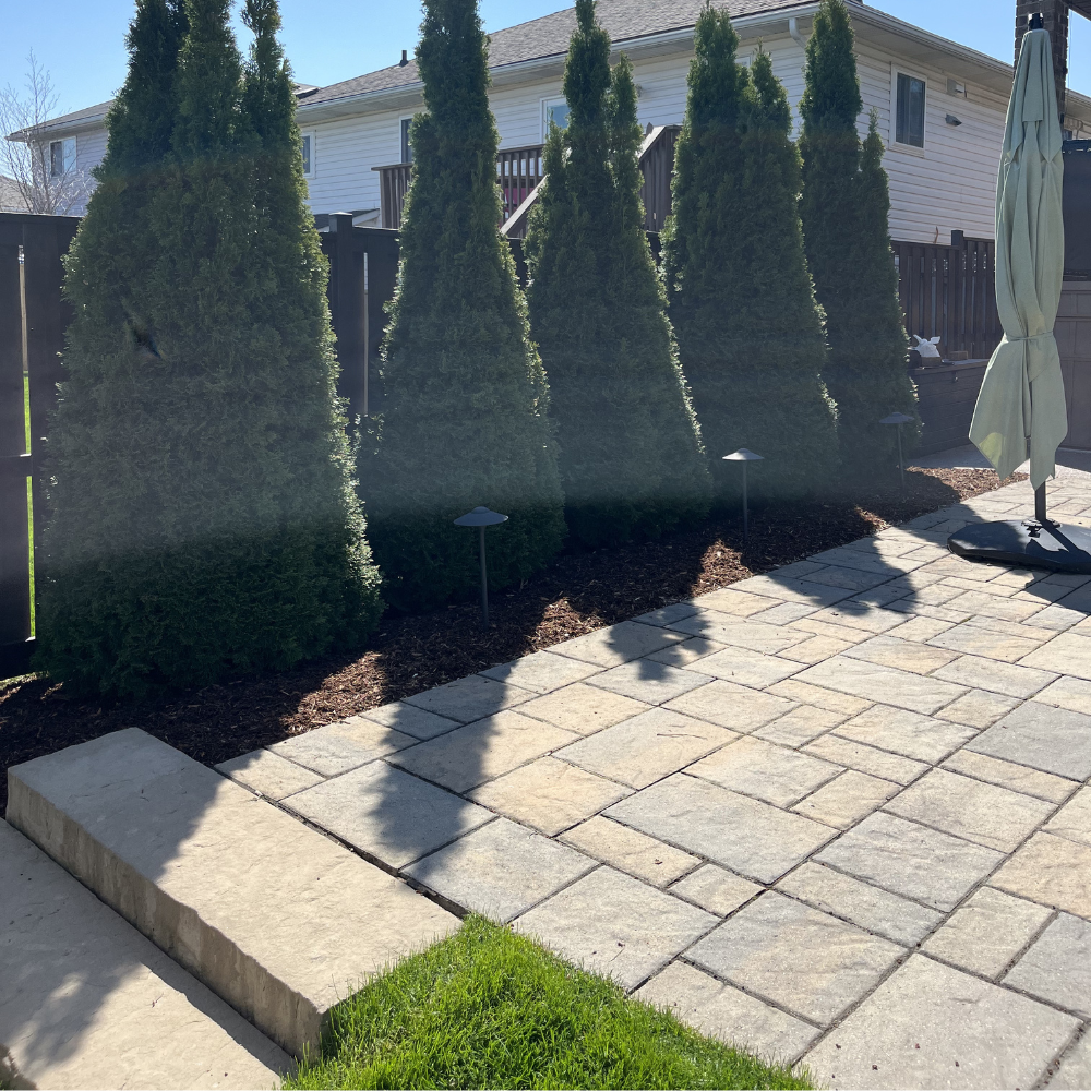 Interlocking-stone patio framed by tall privacy cedars