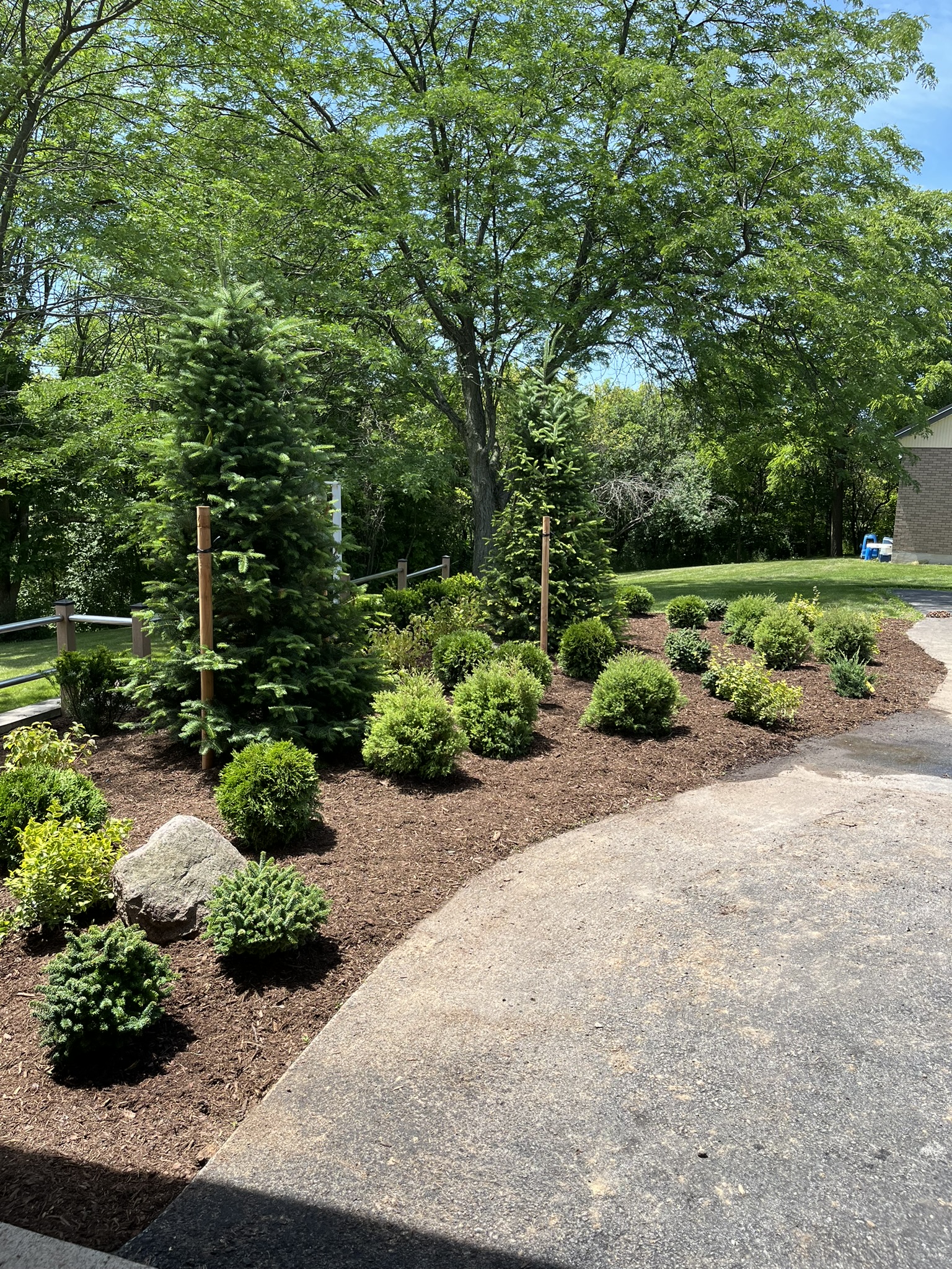 Freshly mulched garden bed with trimmed shrubs