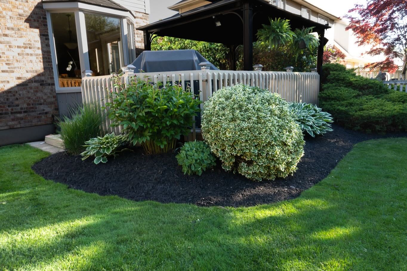 Layered shrub bed with variegated boxwood, hostas, and fresh mulch